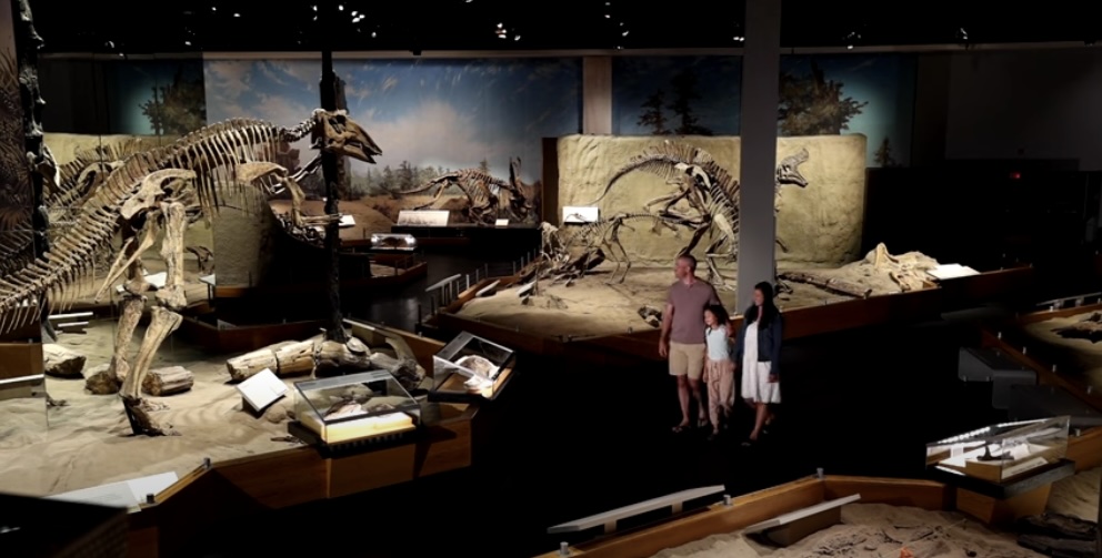 Features approximately 800 fossils in thirteen exhibits